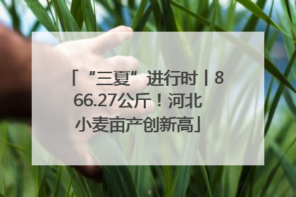“三夏”进行时丨866.27公斤！河北小麦亩产创新高