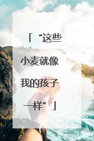 “这些小麦就像我的孩子一样”