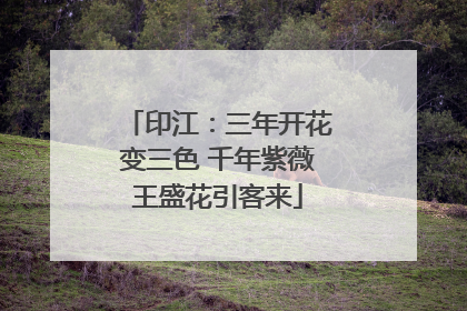 印江：三年开花变三色 千年紫薇王盛花引客来