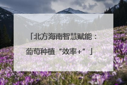北方海南智慧赋能：葡萄种植“效率+”