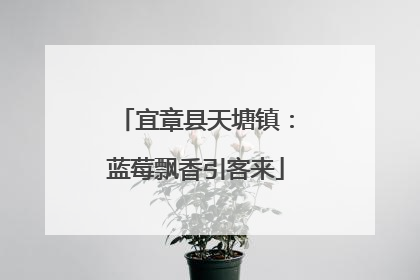 宜章县天塘镇：蓝莓飘香引客来