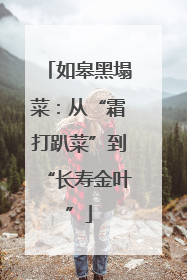 如皋黑塌菜：从“霜打趴菜”到“长寿金叶”