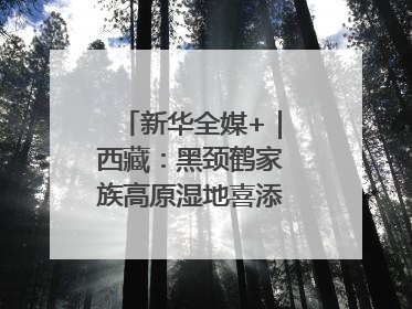 新华全媒+｜西藏：黑颈鹤家族高原湿地喜添“萌宝”
