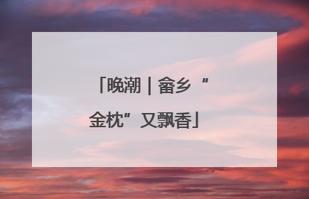 晚潮｜畲乡“金枕”又飘香