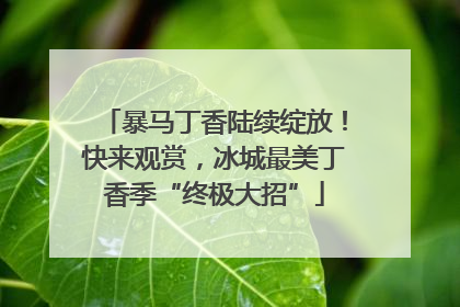 暴马丁香陆续绽放！快来观赏，冰城最美丁香季“终极大招”