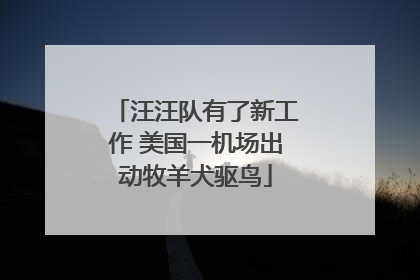 汪汪队有了新工作 美国一机场出动牧羊犬驱鸟
