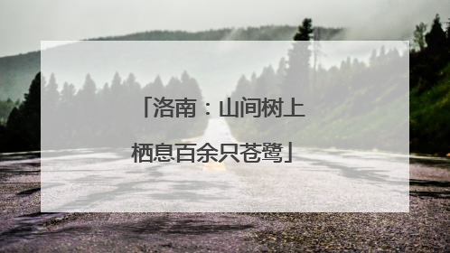 洛南：山间树上栖息百余只苍鹭