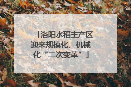 洛阳水稻主产区迎来规模化、机械化“二次变革”