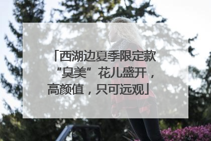 西湖边夏季限定款“臭美”花儿盛开，高颜值，只可远观