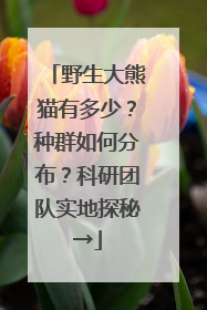 野生大熊猫有多少？种群如何分布？科研团队实地探秘→